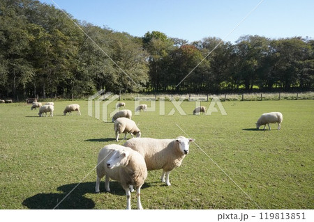のどかに草を食む羊 119813851