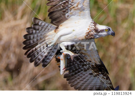 魚捕りに成功したミサゴ 魚捕りに成功したミサゴ 119813924