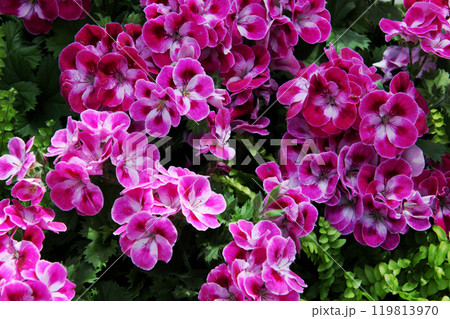 ゼラニューム ゼラニューム 119813970