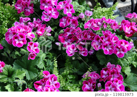 ゼラニューム ゼラニューム 119813973