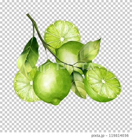 Lime illustration. Citrus fruit branch lime isolated on white background. 119814036