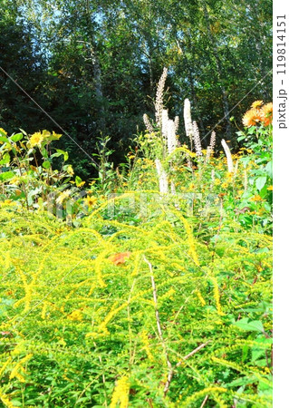 北海道紀行 9月下旬の上野ファーム 前編 紅葉の上野ファーム 北海道紀行 9月下旬の上野ファーム 前編 紅葉の上野ファーム 119814151