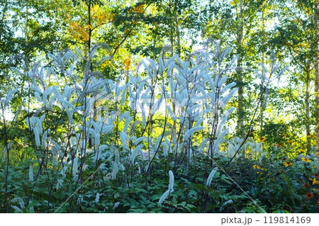 北海道紀行 9月下旬の上野ファーム 前編 紅葉の上野ファーム 北海道紀行 9月下旬の上野ファーム 前編 紅葉の上野ファーム 119814169