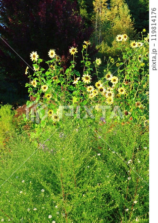 北海道紀行　　　9月下旬の上野ファーム　前編　　　紅葉の上野ファーム 119814176