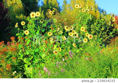 北海道紀行 9月下旬の上野ファーム 前編 紅葉の上野ファーム 北海道紀行 9月下旬の上野ファーム 前編 紅葉の上野ファーム 119814233