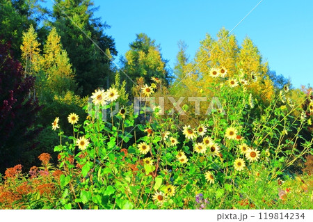 北海道紀行 9月下旬の上野ファーム 前編 紅葉の上野ファーム 北海道紀行 9月下旬の上野ファーム 前編 紅葉の上野ファーム 119814234