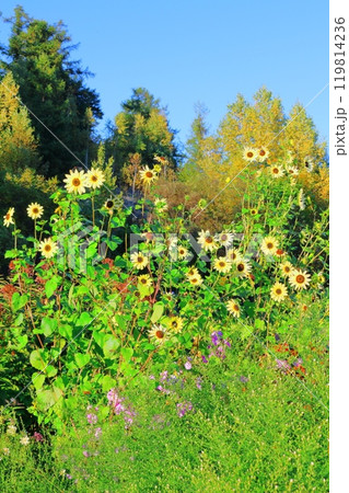 北海道紀行 9月下旬の上野ファーム 前編 紅葉の上野ファーム 北海道紀行 9月下旬の上野ファーム 前編 紅葉の上野ファーム 119814236