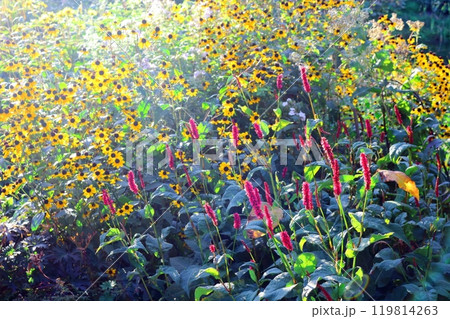 北海道紀行 9月下旬の上野ファーム 前編 紅葉の上野ファーム 北海道紀行 9月下旬の上野ファーム 前編 紅葉の上野ファーム 119814263
