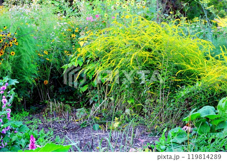 北海道紀行　　　9月下旬の上野ファーム　前編　　　紅葉の上野ファーム 119814289