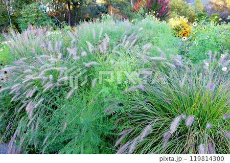 北海道紀行　　　9月下旬の上野ファーム　前編　　　紅葉の上野ファーム 119814300