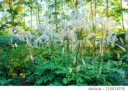 北海道紀行 9月下旬の上野ファーム 前編 紅葉の上野ファーム 北海道紀行 9月下旬の上野ファーム 前編 紅葉の上野ファーム 119814338