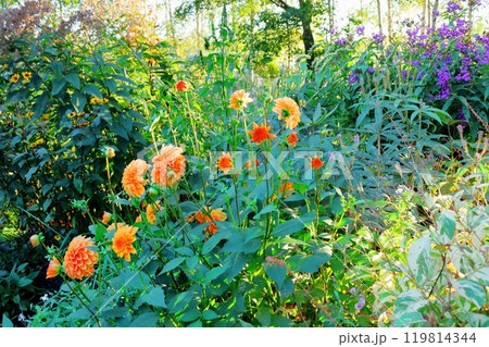 北海道紀行 9月下旬の上野ファーム 前編 紅葉の上野ファーム 北海道紀行 9月下旬の上野ファーム 前編 紅葉の上野ファーム 119814344