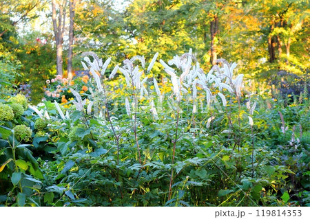 北海道紀行　　　9月下旬の上野ファーム　前編　　　紅葉の上野ファーム 119814353