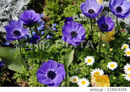 青いアネモネ 119814389