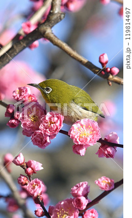 満開の紅梅にメジロさん （ 春イメージ ）（ ほのぼのイメージ ） 119814497
