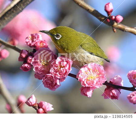 満開の紅梅にメジロさん （ 春イメージ ）（ ほのぼのイメージ ） 119814505