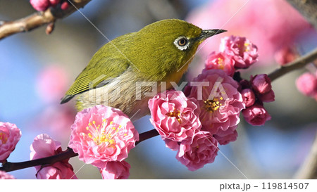 満開の紅梅にメジロさん （ 春イメージ ）（ ほのぼのイメージ ） 119814507