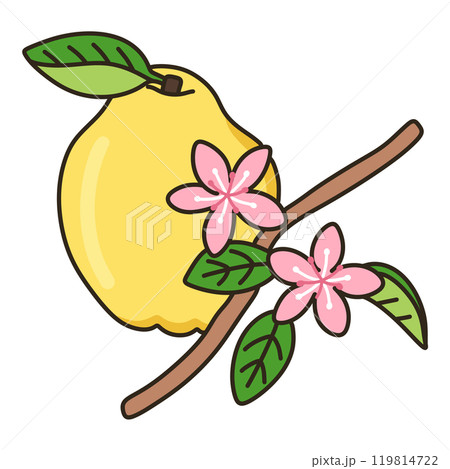 カリン カリン 119814722