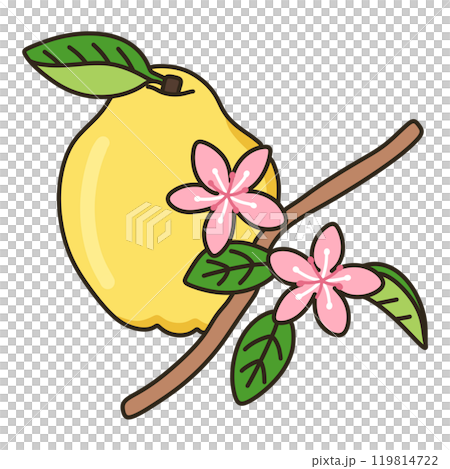 カリン カリン 119814722