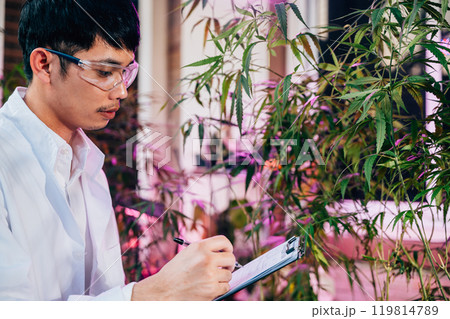 Asian man checking hemp plants in the field writing on clipboard in front of a plant of a cannabis sativa, Scientist wearing safety goggles check quality control marijuana researcher, herbal medicine Asian man checking hemp plants in the field writing on clipboard in front of a plant of a cannabis sativa, Scientist wearing safety goggles check quality control marijuana researcher, herbal medicine 119814789