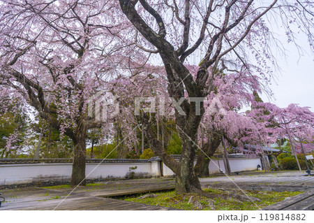 醍醐寺三宝院　満開の太閤枝垂れ桜 119814882