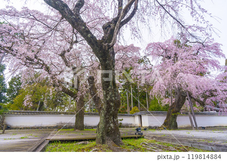 醍醐寺三宝院 満開の太閤枝垂れ桜 醍醐寺三宝院 満開の太閤枝垂れ桜 119814884