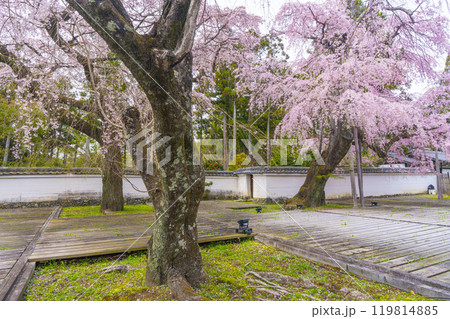 醍醐寺三宝院　満開の太閤枝垂れ桜 119814885