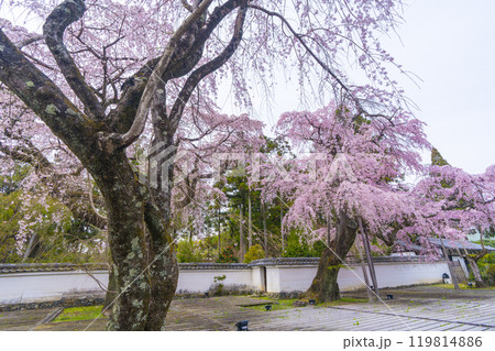 醍醐寺三宝院　満開の太閤枝垂れ桜 119814886