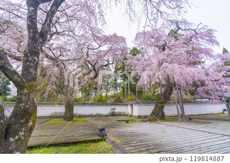 醍醐寺三宝院　満開の太閤枝垂れ桜 119814887
