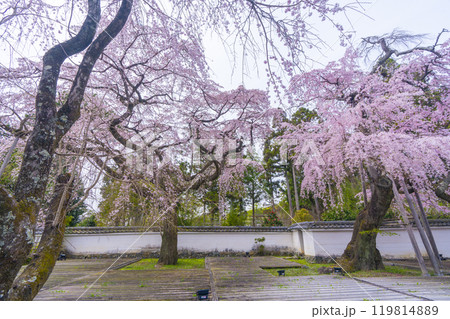 醍醐寺三宝院 満開の太閤枝垂れ桜 醍醐寺三宝院 満開の太閤枝垂れ桜 119814889