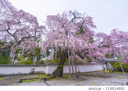 醍醐寺三宝院 満開の太閤枝垂れ桜 醍醐寺三宝院 満開の太閤枝垂れ桜 119814891