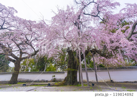 醍醐寺三宝院　満開の太閤枝垂れ桜 119814892