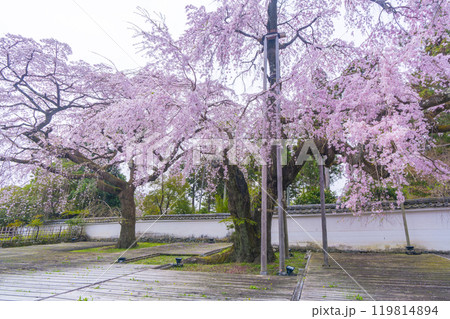 醍醐寺三宝院　満開の太閤枝垂れ桜 119814894