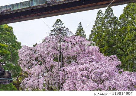 醍醐寺三宝院　満開の太閤枝垂れ桜 119814904