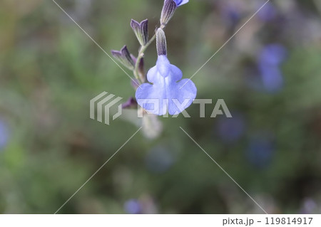 秋の庭に咲く水色のサルビア・アズレアの花 秋の庭に咲く水色のサルビア・アズレアの花 119814917