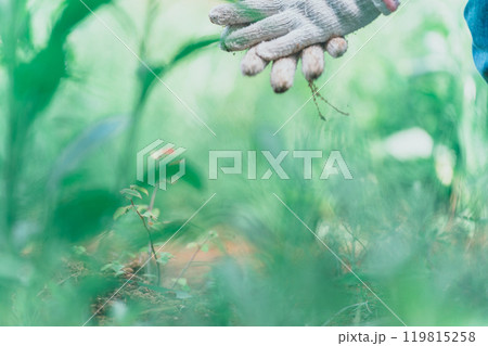 農作業や草むしりで軍手をはめて作業をしている女性の手元 119815258