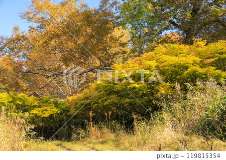 秋の尾瀬 草紅葉と森の紅葉 燧裏林道 秋の尾瀬 草紅葉と森の紅葉 燧裏林道 119815354