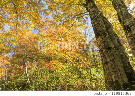秋の尾瀬　草紅葉と森の紅葉　燧裏林道 119815365