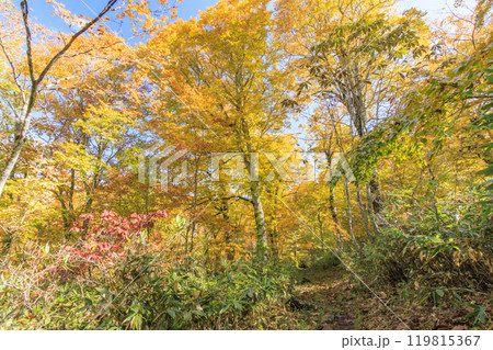 秋の尾瀬 草紅葉と森の紅葉 燧裏林道 秋の尾瀬 草紅葉と森の紅葉 燧裏林道 119815367