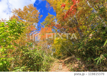 秋の尾瀬 草紅葉と森の紅葉 燧裏林道 秋の尾瀬 草紅葉と森の紅葉 燧裏林道 119815370