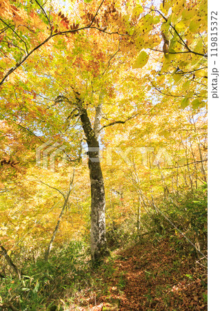 秋の尾瀬　草紅葉と森の紅葉　燧裏林道 119815372