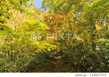 秋の尾瀬　草紅葉と森の紅葉　燧裏林道 119815374