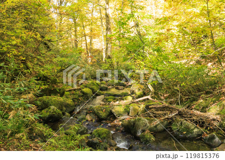 秋の尾瀬 草紅葉と森の紅葉 燧裏林道 秋の尾瀬 草紅葉と森の紅葉 燧裏林道 119815376