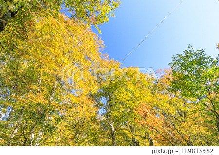 秋の尾瀬 草紅葉と森の紅葉 燧裏林道 秋の尾瀬 草紅葉と森の紅葉 燧裏林道 119815382