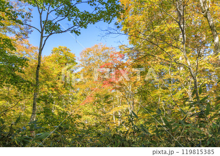 秋の尾瀬　草紅葉と森の紅葉　燧裏林道 119815385