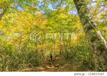 秋の尾瀬　草紅葉と森の紅葉　燧裏林道 119815387