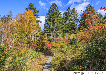 秋の尾瀬　草紅葉と森の紅葉　燧裏林道 119815404