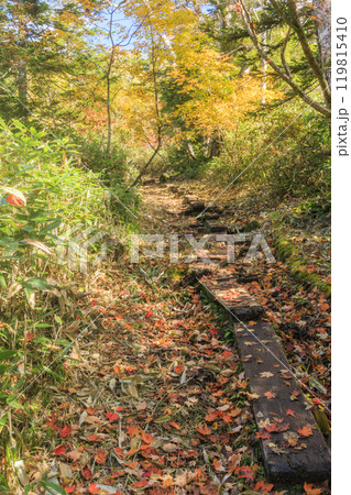 秋の尾瀬　草紅葉と森の紅葉　燧裏林道 119815410