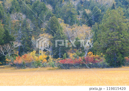 秋の尾瀬　草紅葉と森の紅葉　燧裏林道 119815420