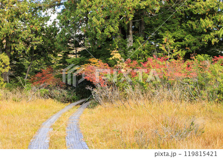 秋の尾瀬　草紅葉と森の紅葉　燧裏林道 119815421